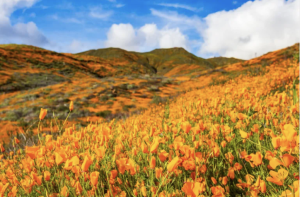 Banner image from Writers Resist, June 2023, featuring a field of yellow flowers against a cloudy blue sky.