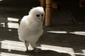 Photograph of a baby barn owl, accompanying “Joyous News” by Vaiva Grainytė.