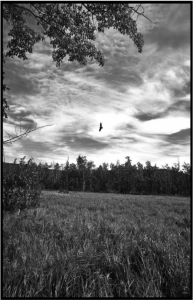 Cover of Scriptor Press Sampler, Issue 20, featuring a black-and-white photo of a bird soaring over a field of grasses.