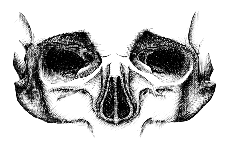 Sketch of the top half of a skull.