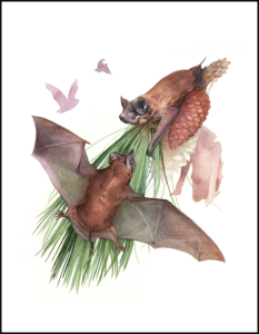 Cover of Swamp Ape Review with illustration of two bats.