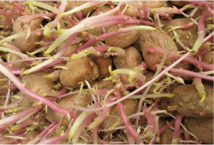 Cover image of “Dreaming of Potatoes” by Toshiya Kamei, featuring a photo of many potatoes growing long sprouts.